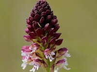 Neotinea ustulata 25, Aangebrande orchis, Saxifraga-Elisabeth Raboin
