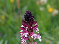 Neotinea ustulata 26, Aangebrande orchis, Saxifraga-Jeroen Willemsen