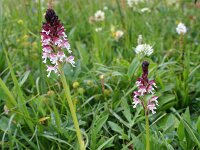 Neotinea ustulata 27, Aangebrande orchis, Saxifraga-Jeroen Willemsen
