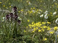 Neotinea ustulata 29, Aangebrande orchis, Saxifraga-Marijke Verhagen