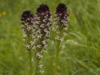 Neotinea ustulata 3, Aangebrande orchis, Saxifraga-Marijke Verhagen