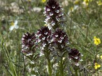 Neotinea ustulata 31, Aangebrande orchis, Saxifraga-Marijke Verhagen