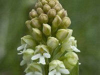 Neotinea ustulata 32 'alba', Aangebrande orchis, Saxifraga-Willem van Kruijsbergen