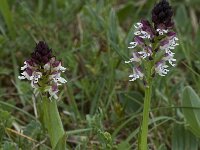 Neotinea ustulata 33, Aangebrande orchis, Saxifraga-Willem van Kruijsbergen