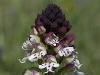 Neotinea ustulata 34, Aangebrande orchis, Saxifraga-Willem van Kruijsbergen