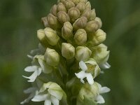 Neotinea ustulata 35 'alba', Aangebrande orchis, Saxifraga-Willem van Kruijsbergen