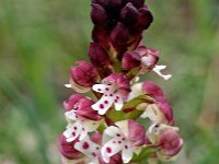 Neotinea ustulata 36, Aangebrande orchis, Saxifraga-Hans Dekker