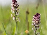 Neotinea ustulata 37, Aangebrande orchis, Saxifraga-Jelmer Reyntjes : Aangebrande orchis, Neotinea ustulata