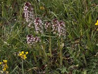 Neotinea ustulata 38, Aangebrande orchis, Saxifraga-Peter Meininger