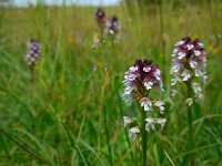 Neotinea ustulata 39, Aangebrande orchis, Saxifraga-Ed Stikvoort