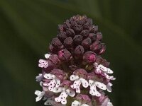 Neotinea ustulata 4, Aangebrande orchis, Saxifraga-Marijke Verhagen
