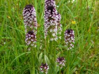 Neotinea ustulata 40, Aangebrande orchis, Saxifraga-Ed Stikvoort