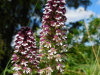 Neotinea ustulata 41, Aangebrande orchis, Saxifraga-Ed Stikvoort