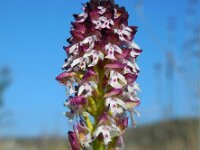 Neotinea ustulata 42, Aangebrande orchis, Saxifraga-Ed Stikvoort