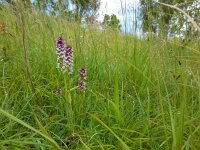 Neotinea ustulata 43, Aangebrande orchis, Saxifraga-Ed Stikvoort