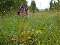 Neotinea ustulata 44, Aangebrande orchis, Saxifraga-Ed Stikvoort