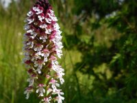 Neotinea ustulata 46, Aangebrande orchis, Saxifraga-Ed Stikvoort