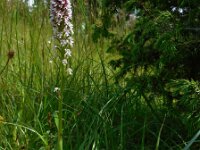 Neotinea ustulata 48, Aangebrande orchis, Saxifraga-Ed Stikvoort