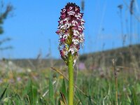 Neotinea ustulata 49, Aangebrande orchis, Saxifraga-Ed Stikvoort