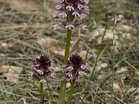 Neotinea ustulata 5, Aangebrande orchis, Saxifraga-Willem van Kruijsbergen