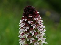 Neotinea ustulata 50, Aangebrande orchis, Saxifraga-Dirk Hilbers