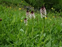 Neotinea ustulata 51, Aangebrande orchis, Saxifraga-Dirk Hilbers