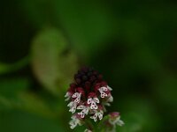 Neotinea ustulata 52, Aangebrande orchis, Saxifraga-Dirk Hilbers