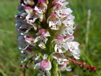 Neotinea ustulata 53, Aangebrande orchis, Saxifraga-Rutger Barendse