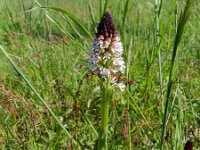 Neotinea ustulata 54, Aangebrande orchis, Saxifraga-Rutger Barendse