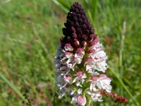 Neotinea ustulata 55, Aangebrande orchis, Saxifraga-Rutger Barendse