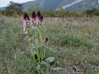 Neotinea ustulata 56, Aangebrande orchis,, Saxifraga-Luuk Vermeer