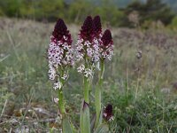 Neotinea ustulata 57, Aangebrande orchis,, Saxifraga-Luuk Vermeer
