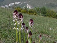 Neotinea ustulata 58, Aangebrande orchis,, Saxifraga-Luuk Vermeer