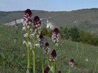 Neotinea ustulata 59, Aangebrande orchis,, Saxifraga-Luuk Vermeer