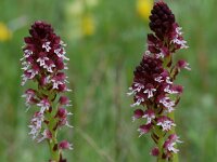 Neotinea ustulata 6, Aangebrande orchis, Saxifraga-Willem van Kruijsbergen