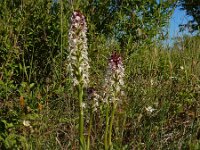 Neotinea ustulata 61, Aangebrande orchis, Saxifraga-Ed Stikvoort