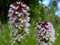 Neotinea ustulata 62, Aangebrande orchis, Saxifraga-Ed Stikvoort