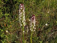 Neotinea ustulata 63, Aangebrande orchis, Saxifraga-Ed Stikvoort