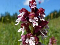 Neotinea ustulata 64, Aangebrande orchis, Saxifraga-Ed Stikvoort