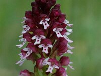 Neotinea ustulata 7, Aangebrande orchis, Saxifraga-Willem van Kruijsbergen
