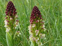 Neotinea ustulata 75, Aangebrande orchis, Saxifraga-Hans Grotenhuis