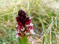 Neotinea ustulata 76, Aangebrande orchis, Saxifraga-Hans Grotenhuis