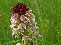 Neotinea ustulata 78, Aangebrande orchis, Saxifraga-Hans Grotenhuis