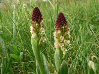 Neotinea ustulata 79, Aangebrande orchis, Saxifraga-Hans Grotenhuis