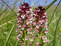 Neotinea ustulata 8, Aangebrande orchis, Saxifraga-Mark Zekhuis
