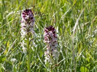 Neotinea ustulata 81, Aangebrande orchis, Saxifraga-Mark Zekhuis