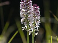 Neotinea ustulata 83, Aangebrande orchis, Saxifraga-Mark Zekhuis