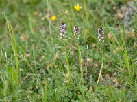 Neotinea ustulata 84, Aangebrande orchis, Saxifraga-Mark Zekhuis