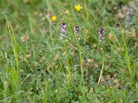 Neotinea ustulata 85, Aangebrande orchis, Saxifraga-Mark Zekhuis