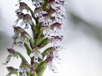 Neotinea ustulata 87, Aangebrande orchis, Saxifraga-Mark Zekhuis